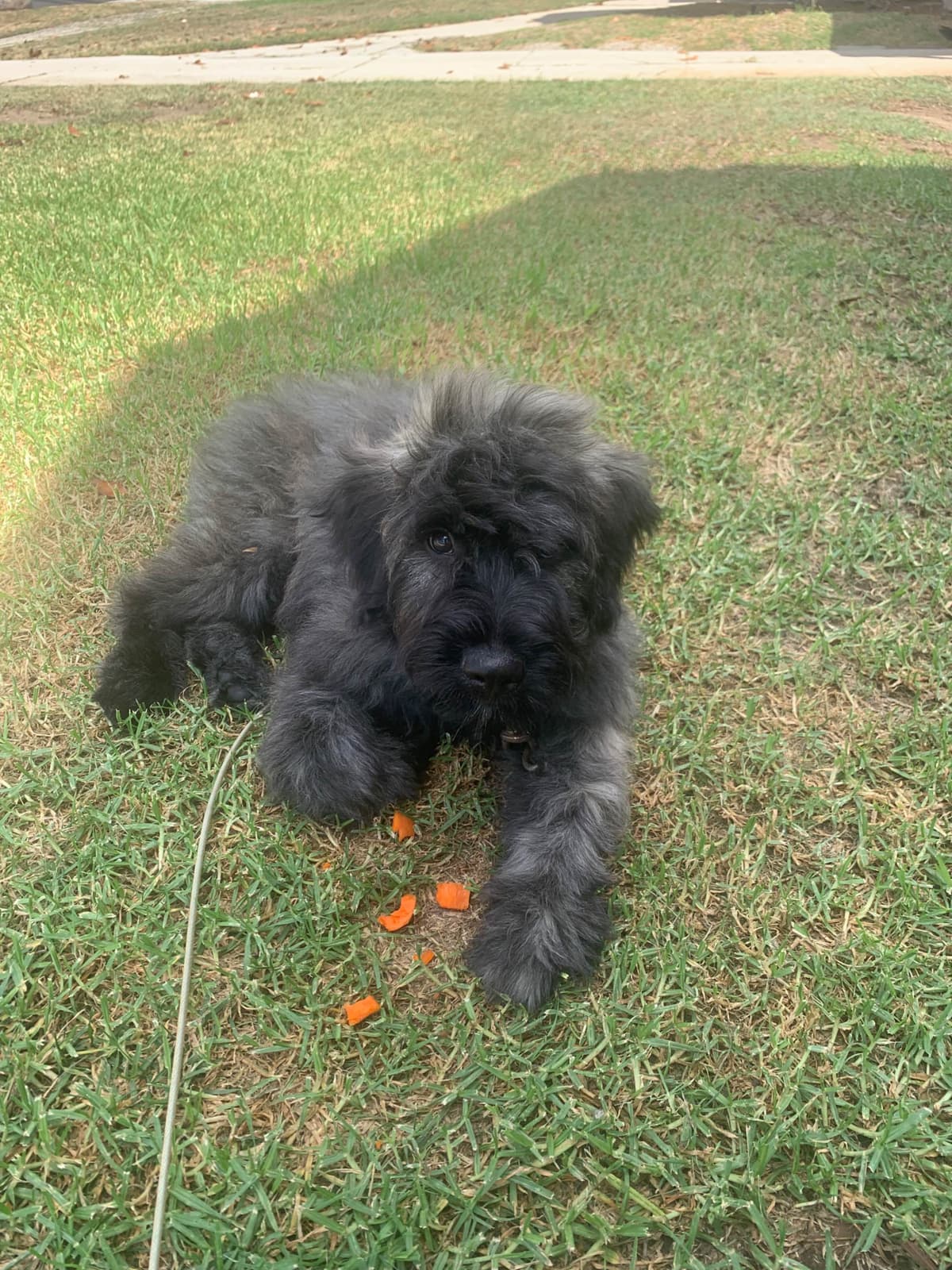 Bouvier des Flandres Puppies breeder image 19