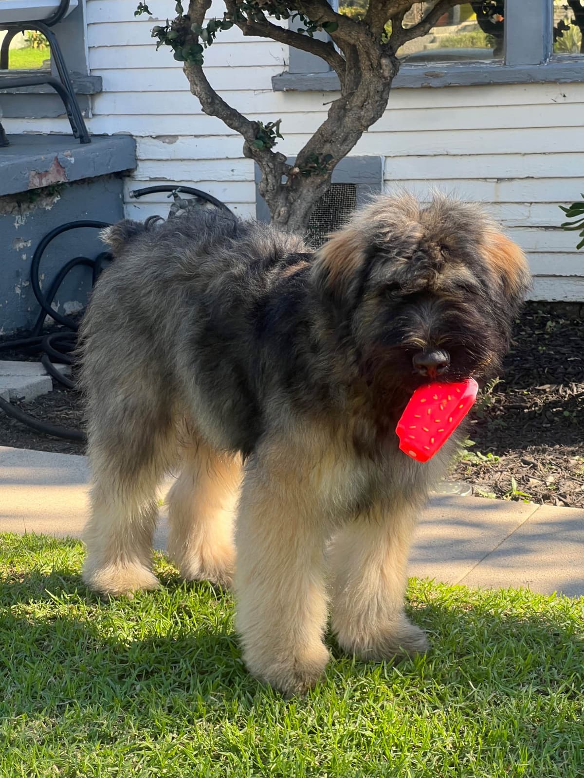 Bouvier des Flandres Puppies breeder image 20