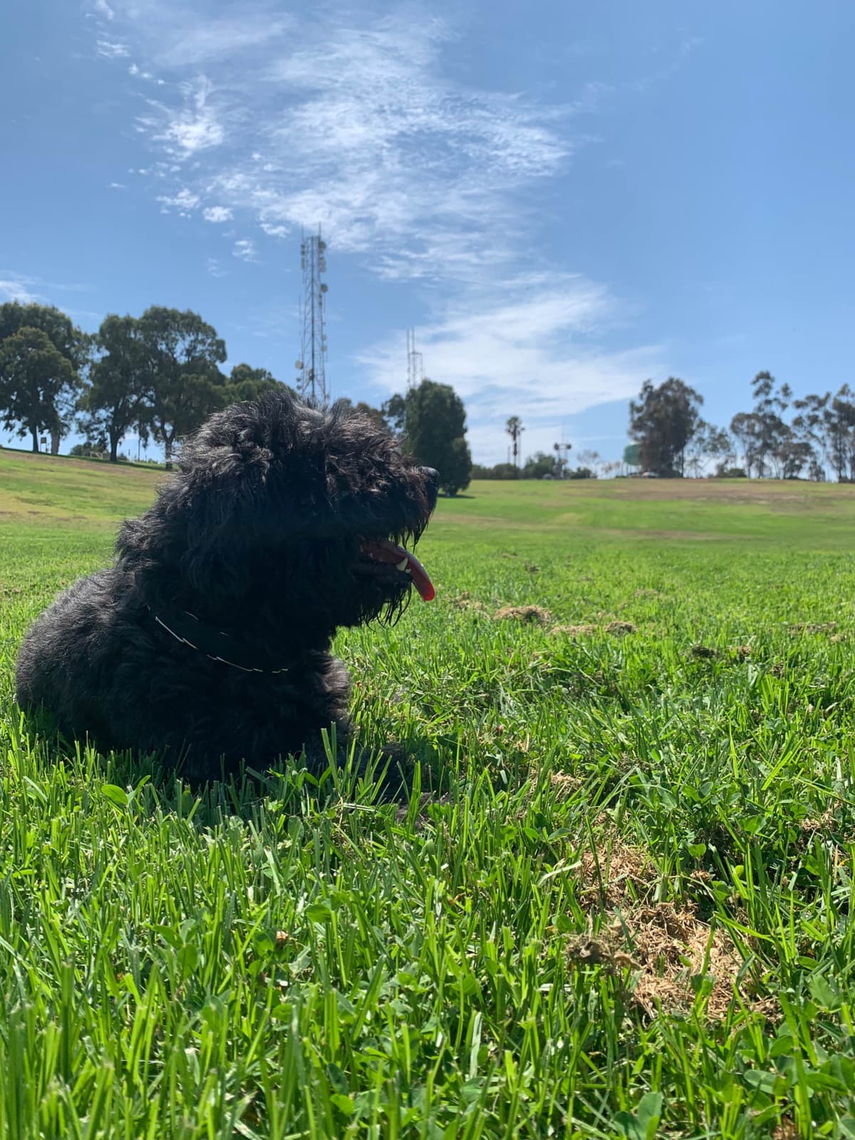 Bouvier des Flandres Puppies breeder image 22