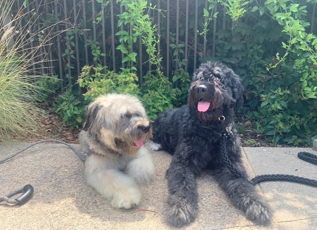 Bouvier des Flandres Puppies media 3