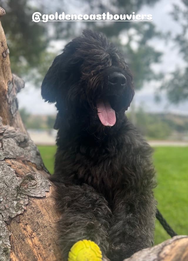 Bouvier des Flandres Puppies media 2
