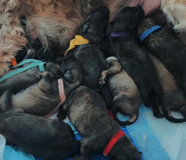 Bouvier des Flandres Puppies media 4