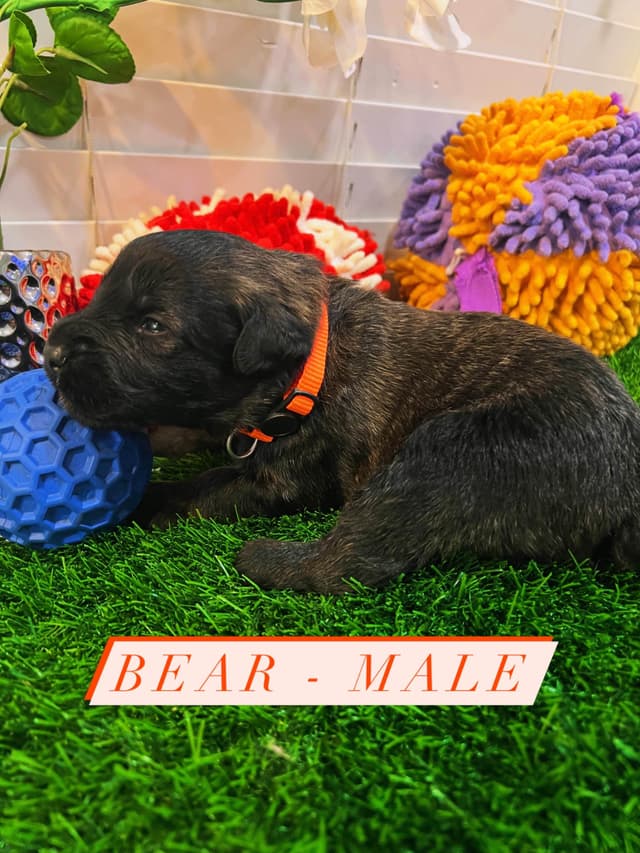 Bouvier des Flandres Puppies media 6