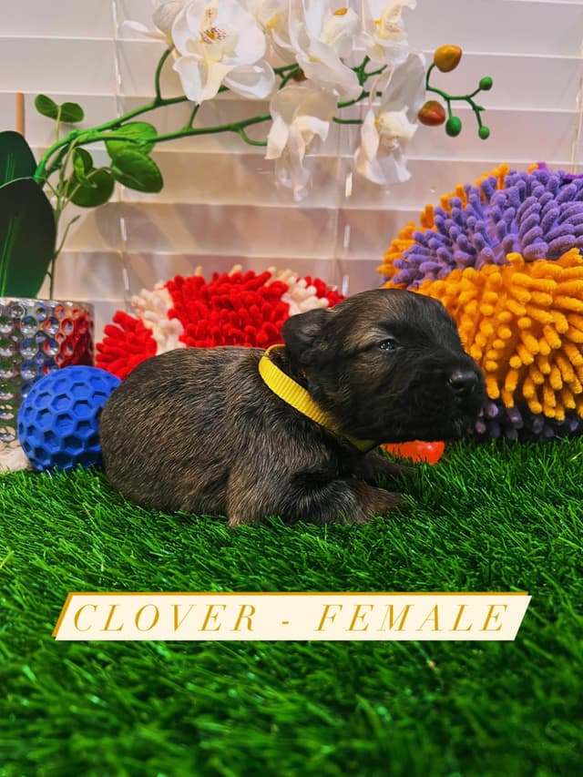 Bouvier des Flandres Puppies media 8