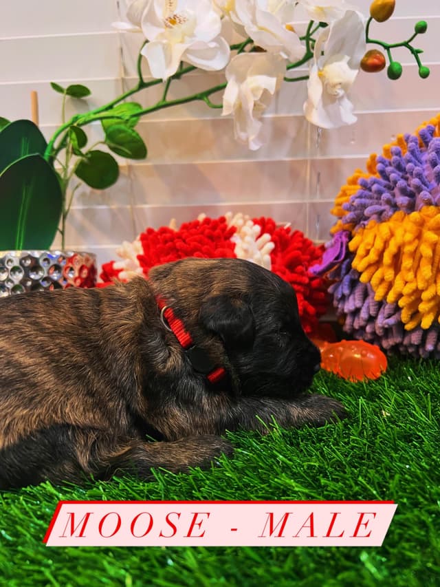 Bouvier des Flandres Puppies media 12