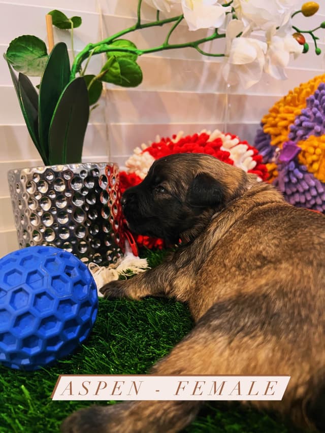 Bouvier des Flandres Puppies media 7