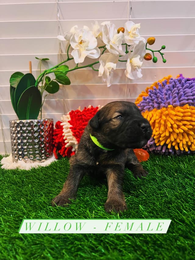 Bouvier des Flandres Puppies media 5