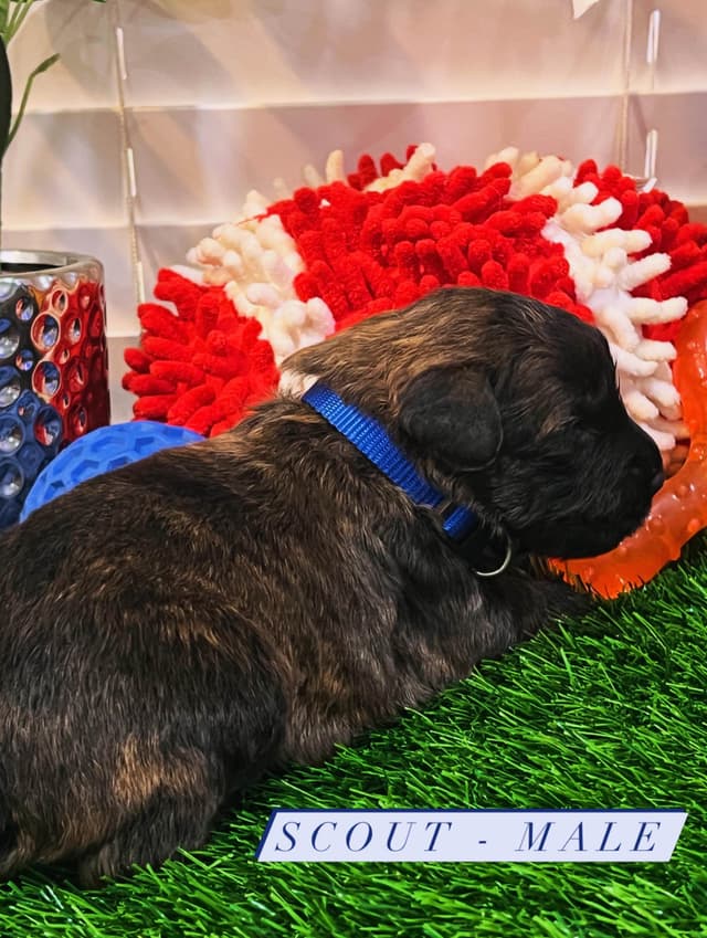 Bouvier des Flandres Puppies media 10