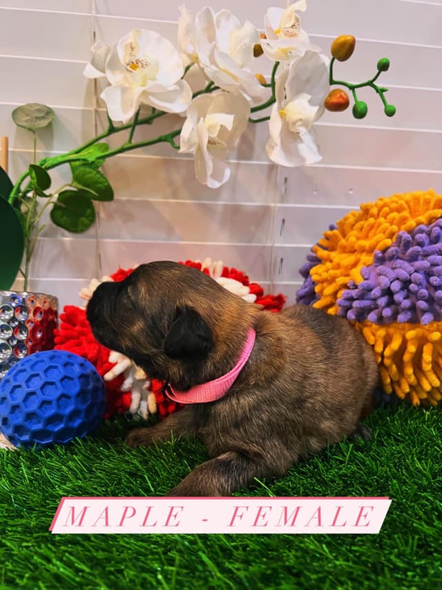 Bouvier des Flandres Puppies media 11