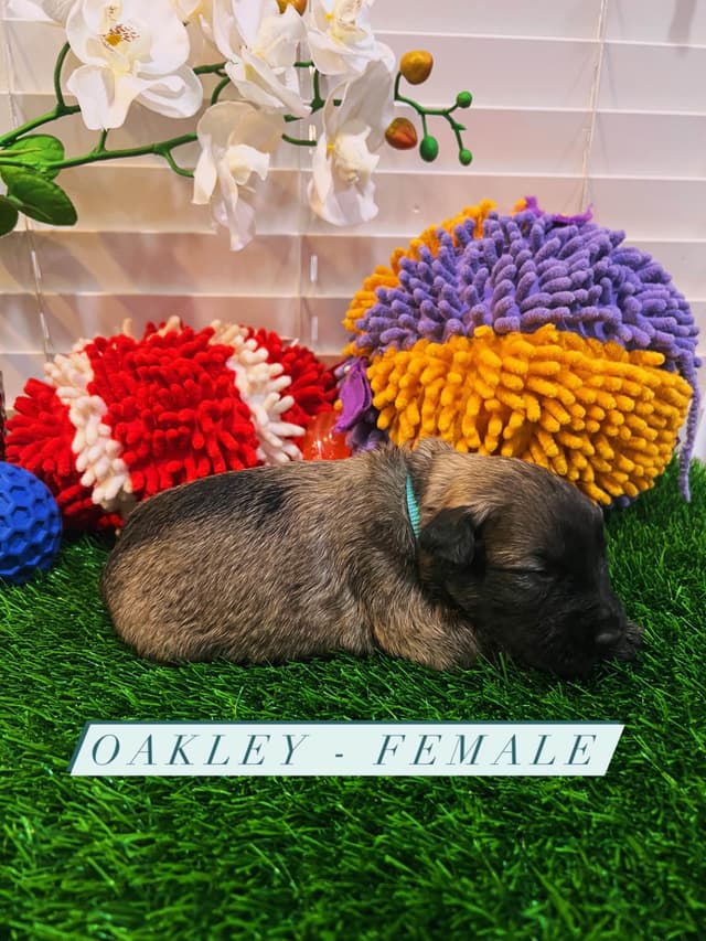 Bouvier des Flandres Puppies media 9