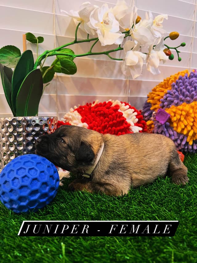 Bouvier des Flandres Puppies media 14