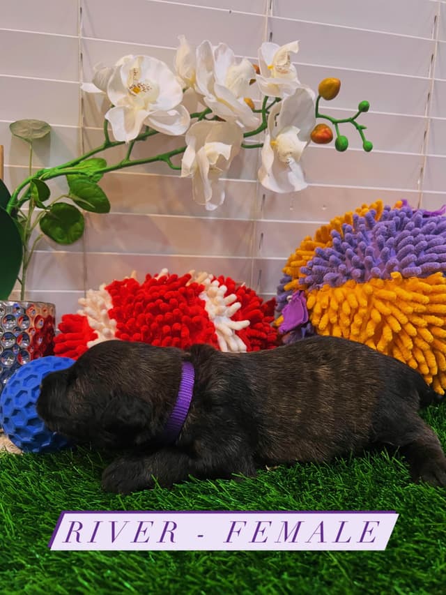 Bouvier des Flandres Puppies media 13