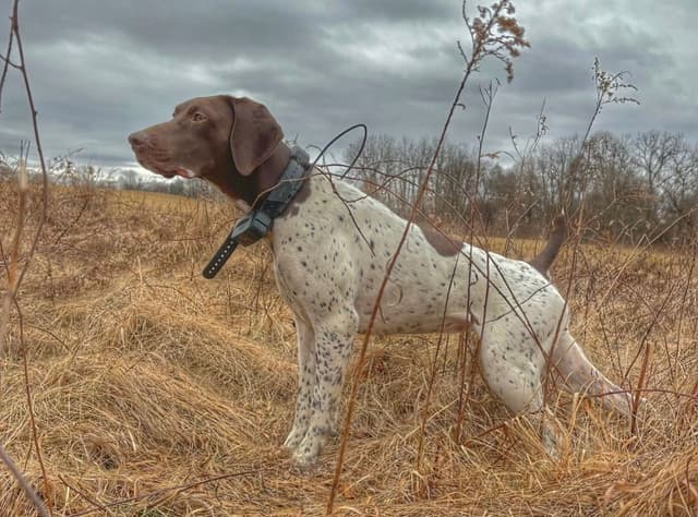 German Shorthaired Pointer Puppies media 4