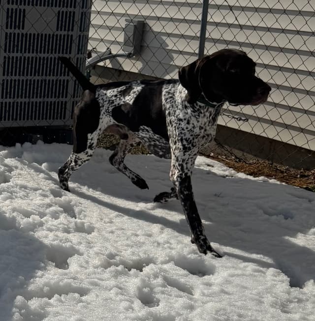 German Shorthaired Pointer Puppies media 5