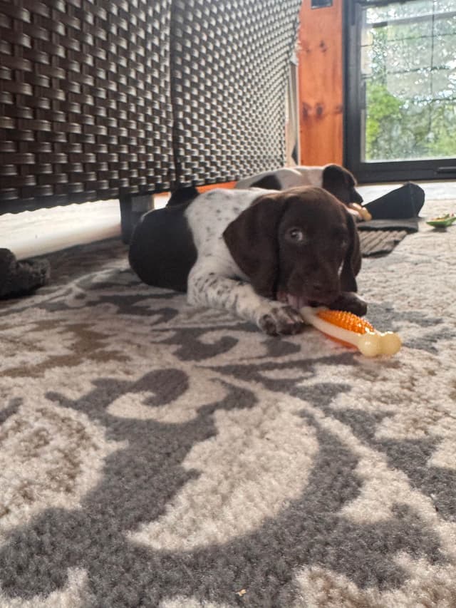 German Shorthaired Pointer Puppies media 6
