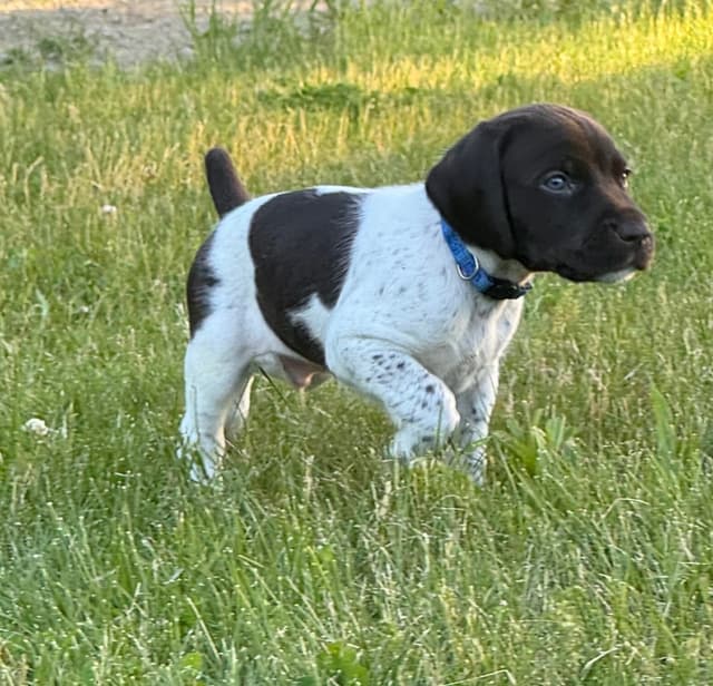German Shorthaired Pointer Puppies media 7