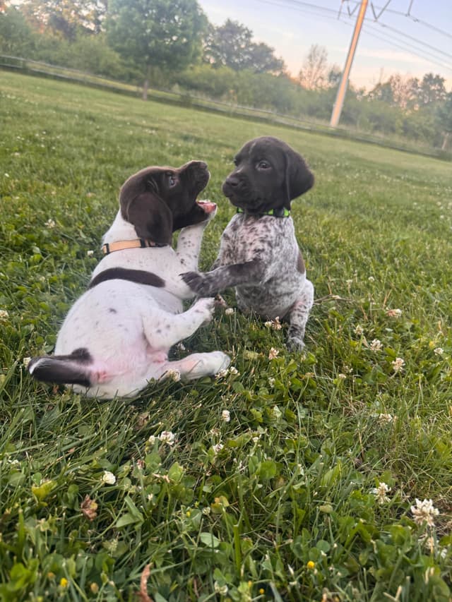 German Shorthaired Pointer Puppies media 9