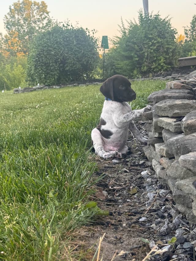 German Shorthaired Pointer Puppies media 10