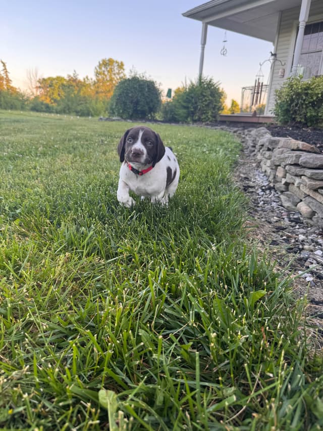 German Shorthaired Pointer Puppies media 11