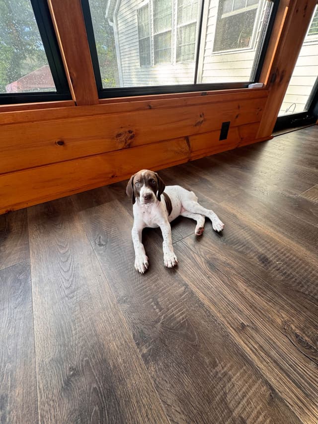 German Shorthaired Pointer Puppies media 12