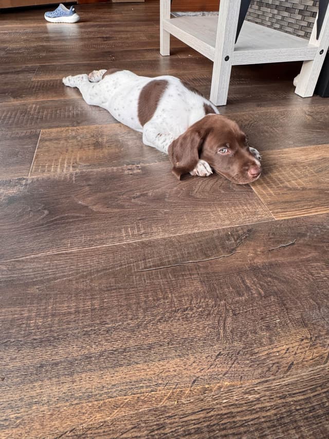 German Shorthaired Pointer Puppies media 13