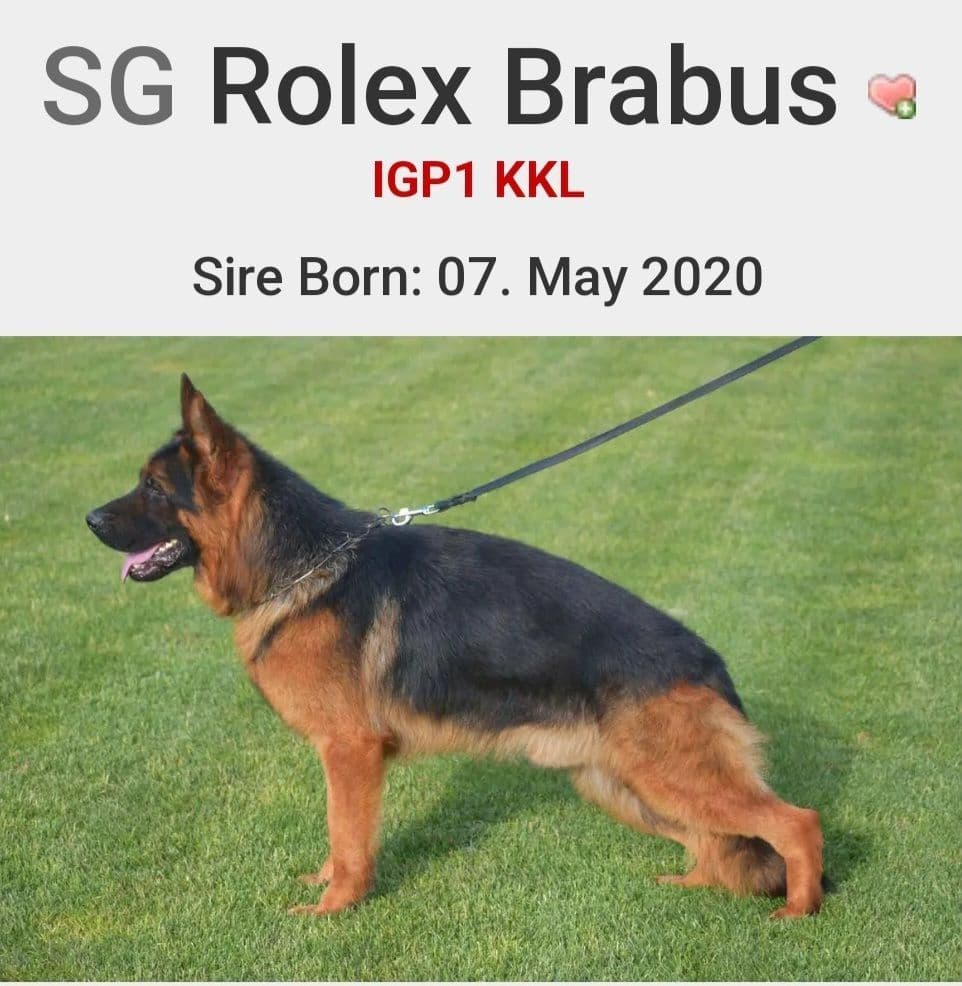German Shepherd gorgeous puppies! breeder image 1