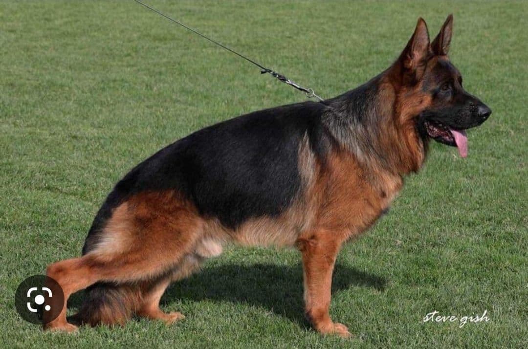 German Shepherd gorgeous puppies! breeder image 2