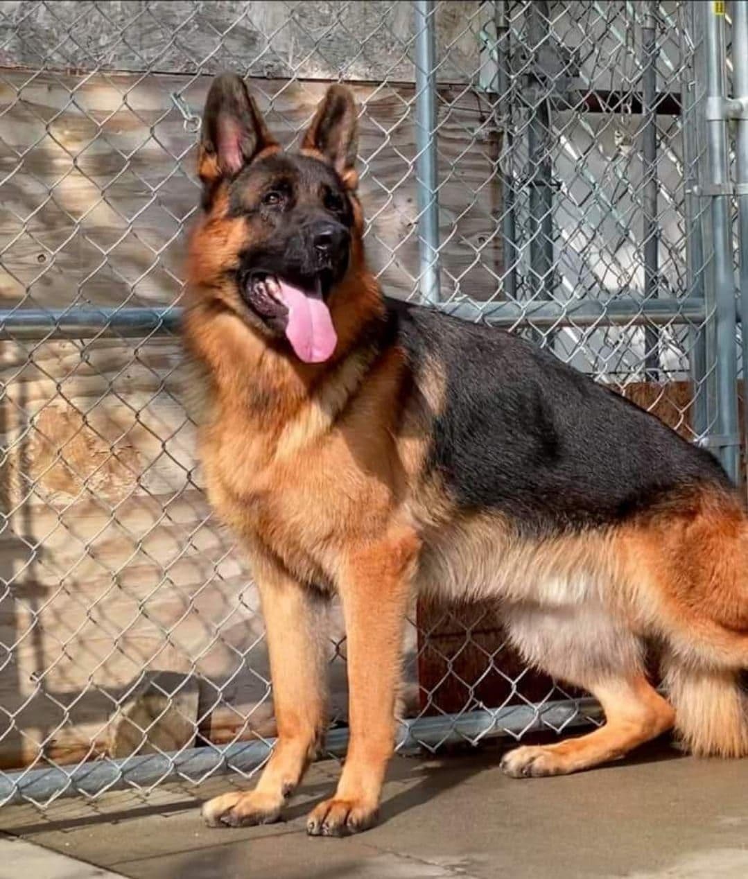 German Shepherd gorgeous puppies! breeder image 3