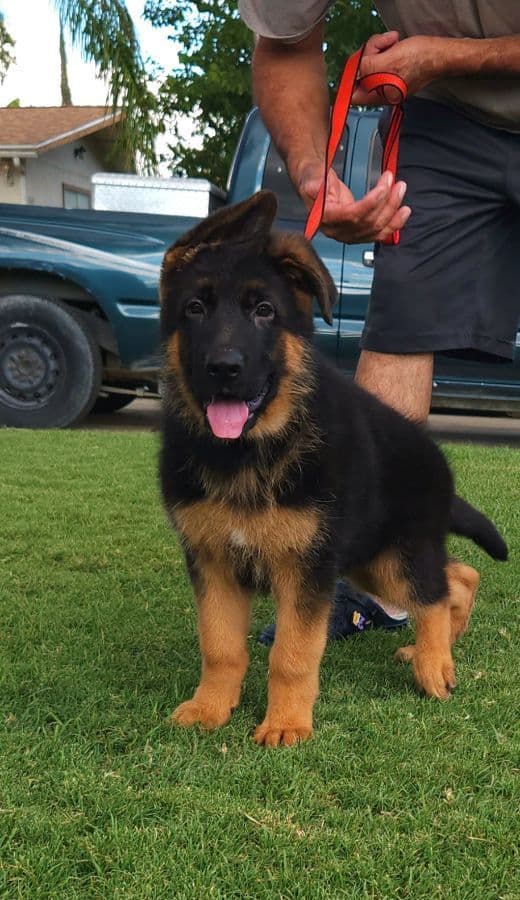 German Shepherd gorgeous puppies! breeder image 4