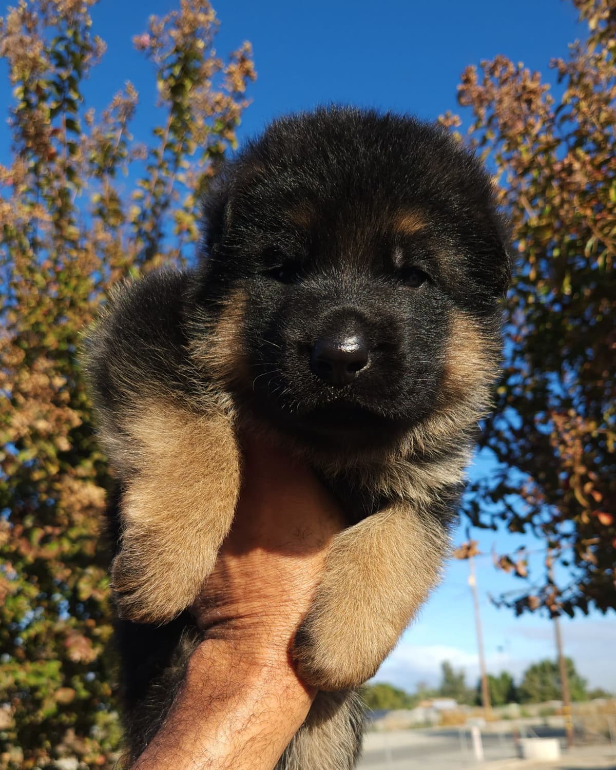German Shepherd gorgeous puppies! breeder image 5