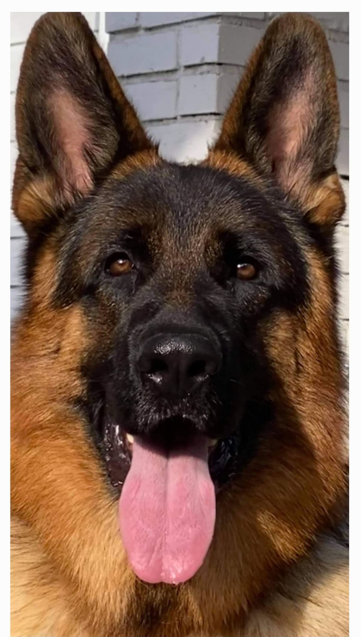 German Shepherd gorgeous puppies! breeder image 6