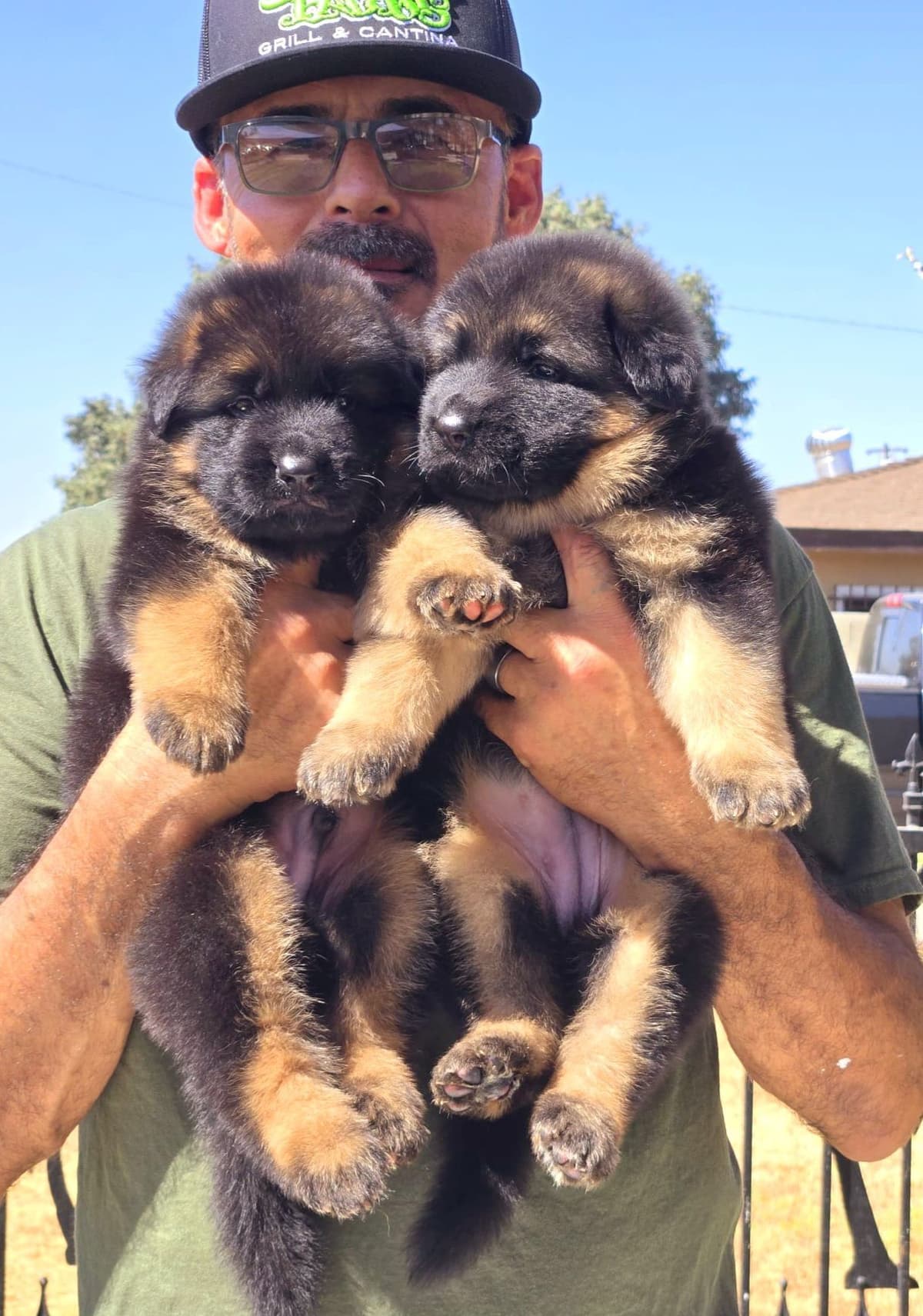 German Shepherd gorgeous puppies! breeder image 7