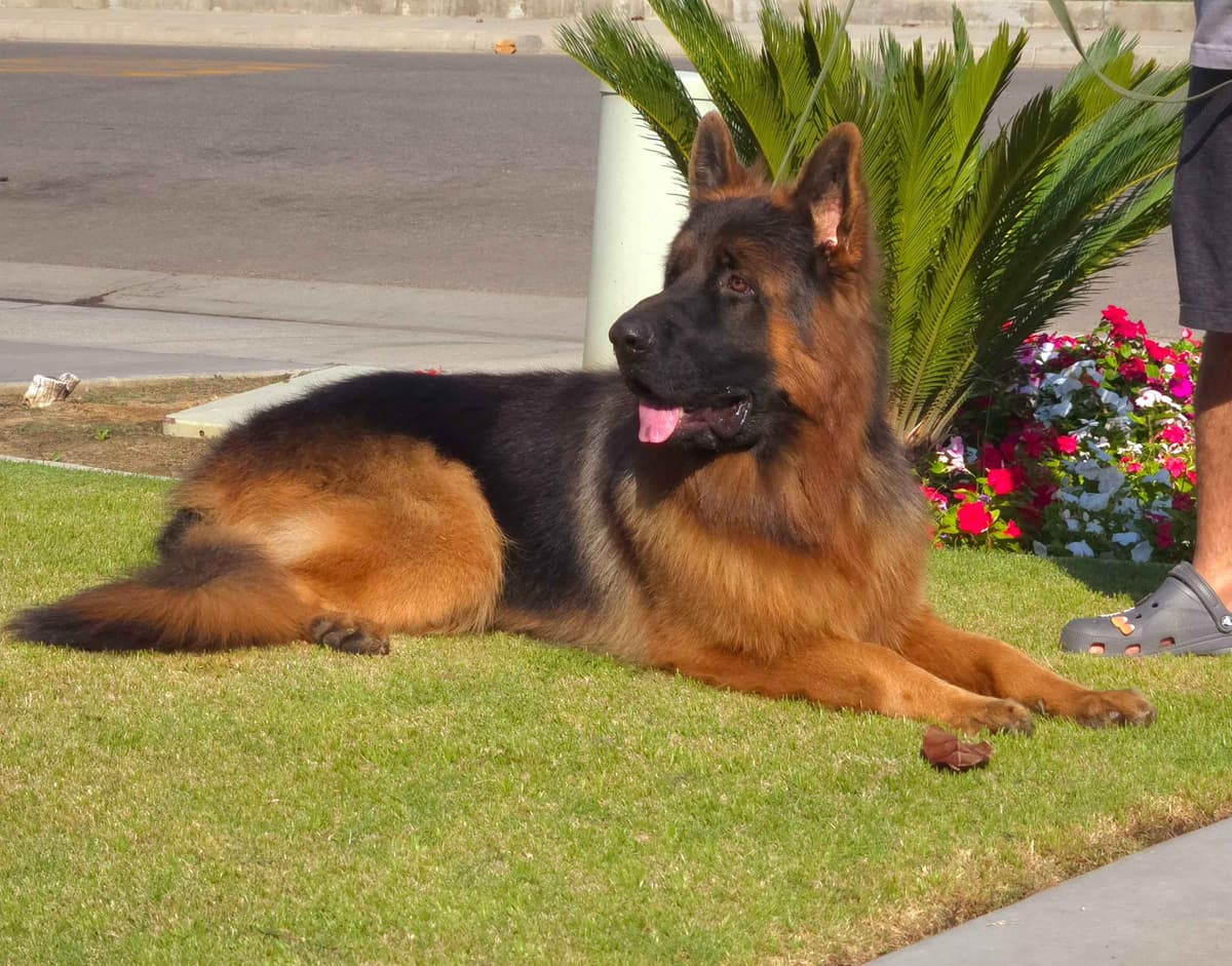 German Shepherd gorgeous puppies! breeder image 8