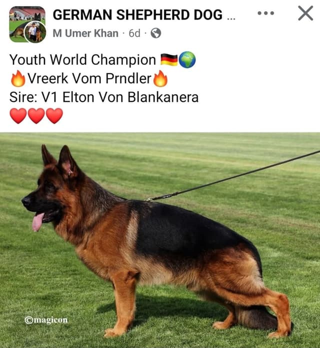 German Shepherd  impressive puppies media 2