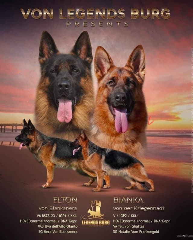 German Shepherd  impressive puppies media 3