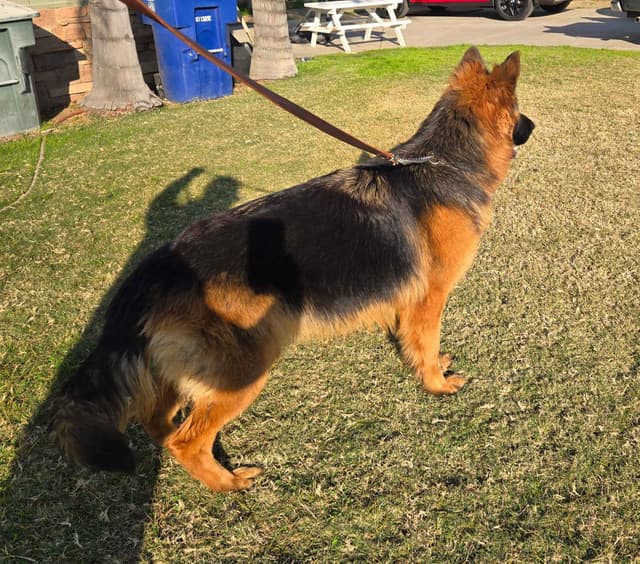 German Shepherd  impressive puppies media 5