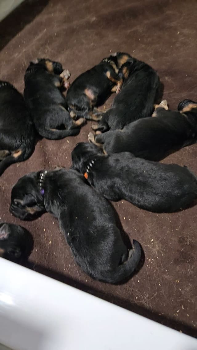 German Shepherd  impressive puppies media 4
