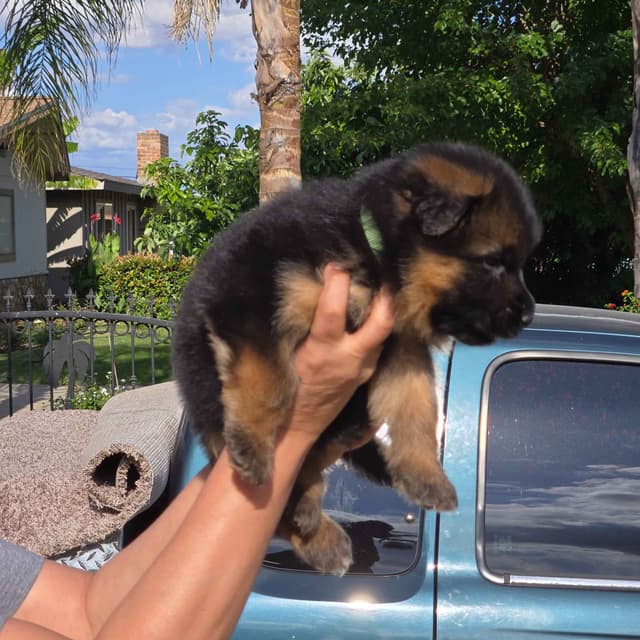 German Shepherd  impressive puppies media 10