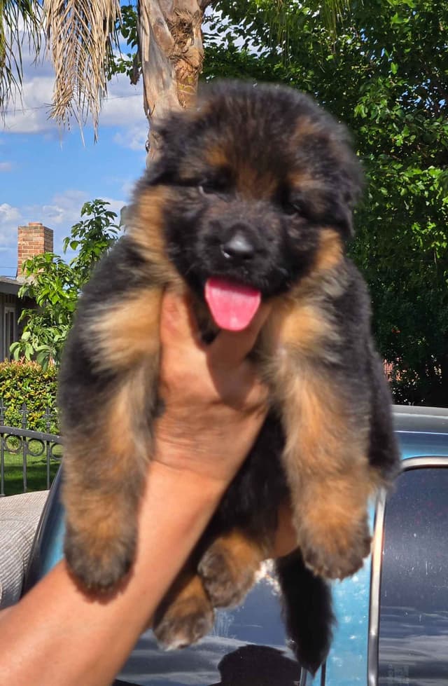 German Shepherd  impressive puppies media 6