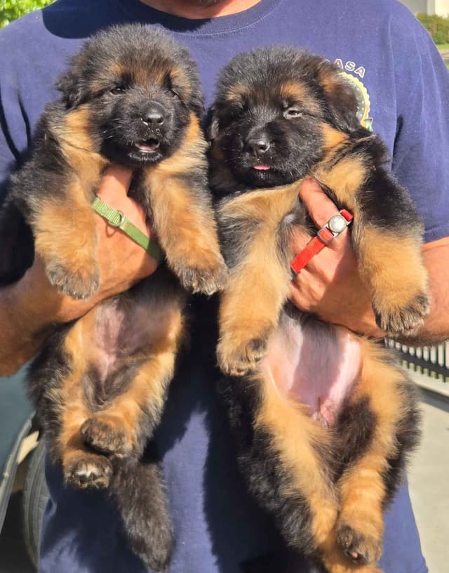 German Shepherd  impressive puppies media 7