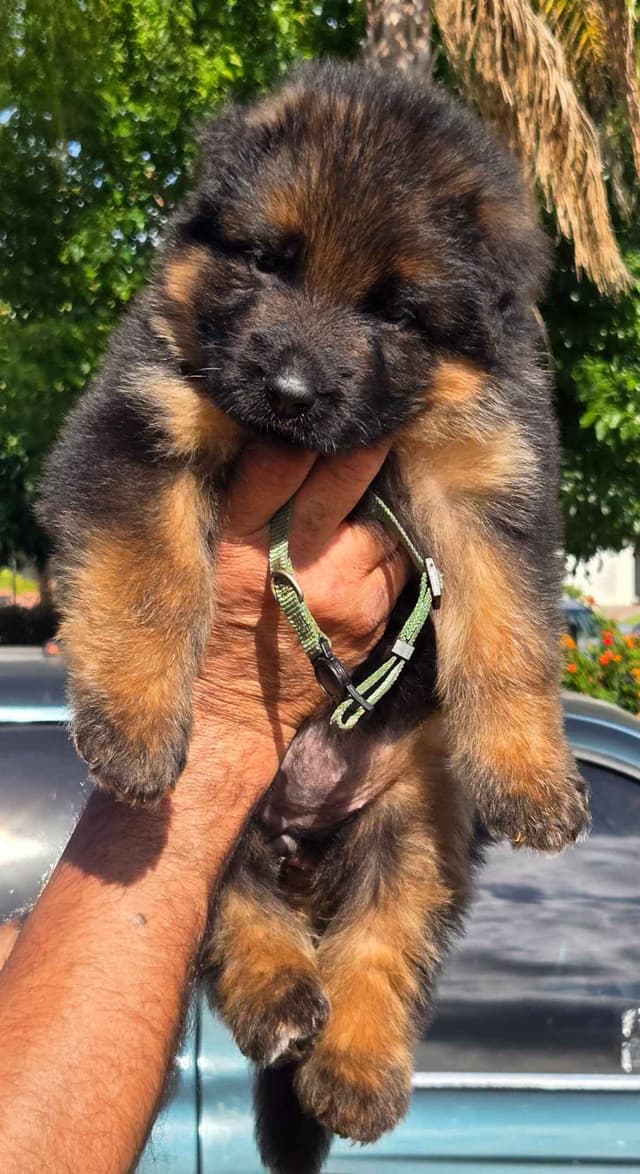 German Shepherd  impressive puppies media 9
