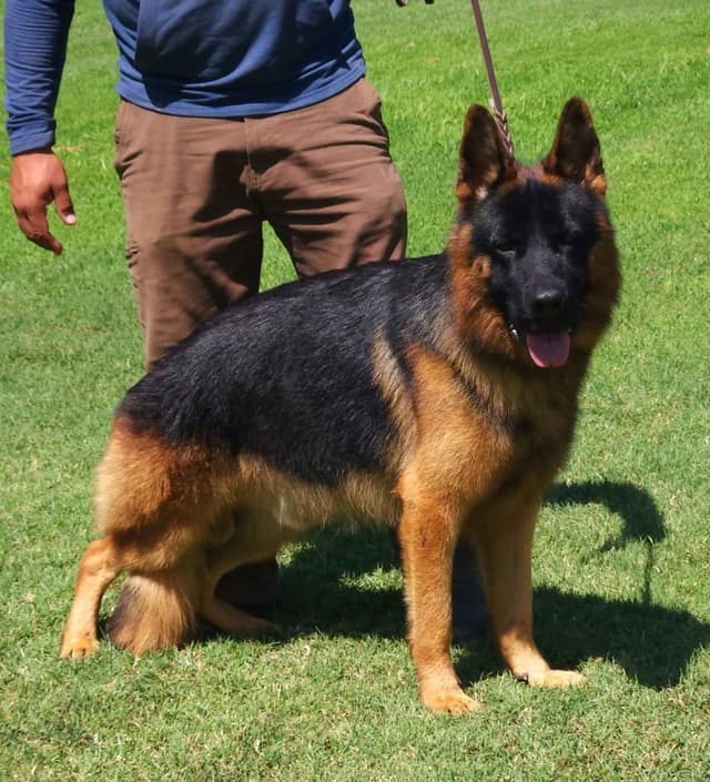 German Shepherd  impressive puppies media 11