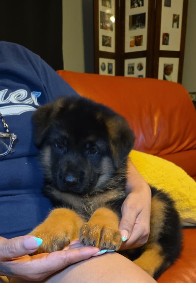 German Shepherd  impressive puppies media 12