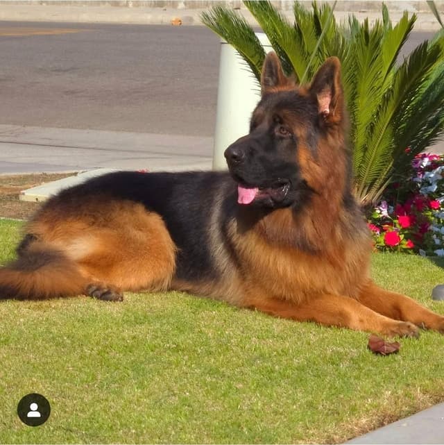 German Shepherd  gorgeous puppies! media 2