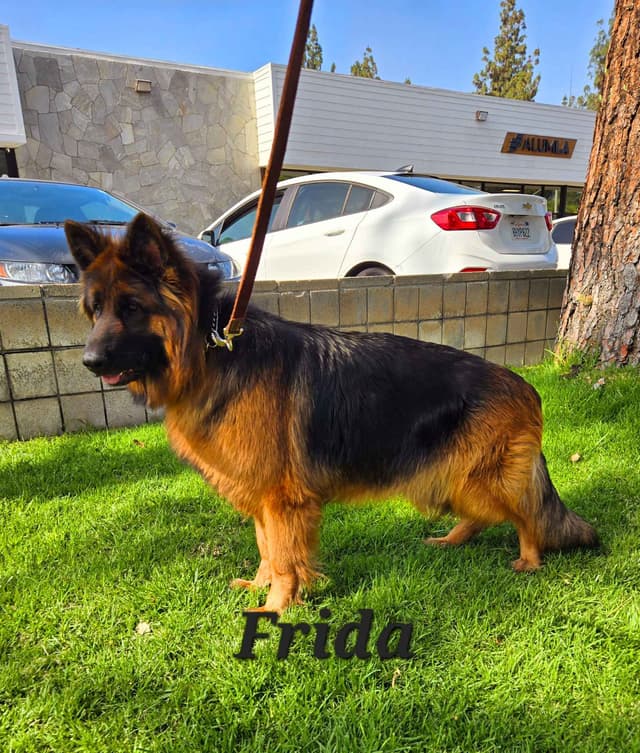 German Shepherd  gorgeous puppies! media 4