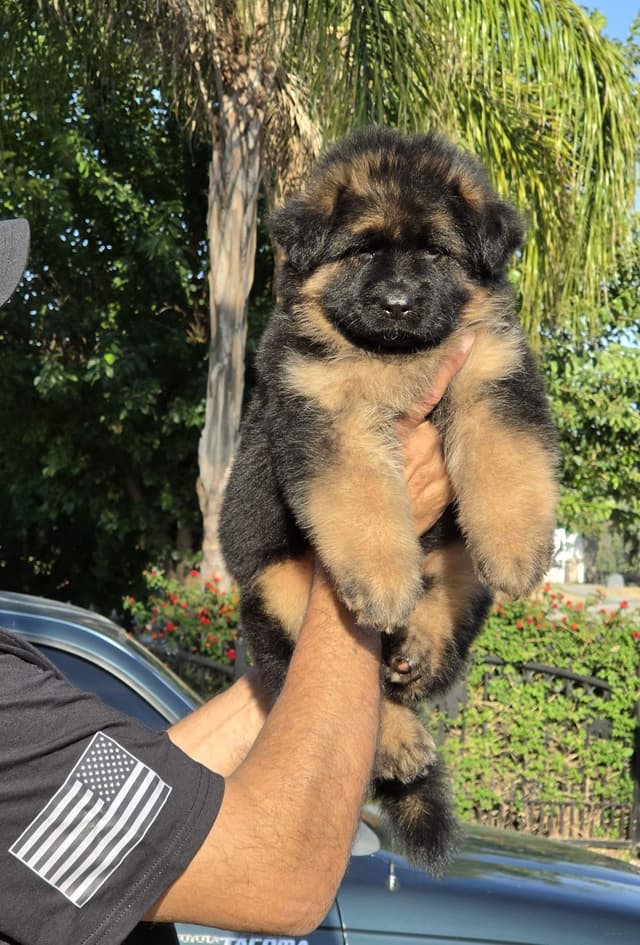 German Shepherd  gorgeous puppies! media 6
