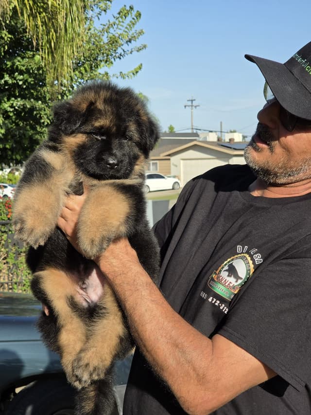 German Shepherd  gorgeous puppies! media 7