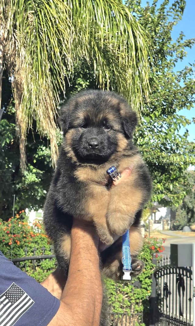 German Shepherd  gorgeous puppies! media 8