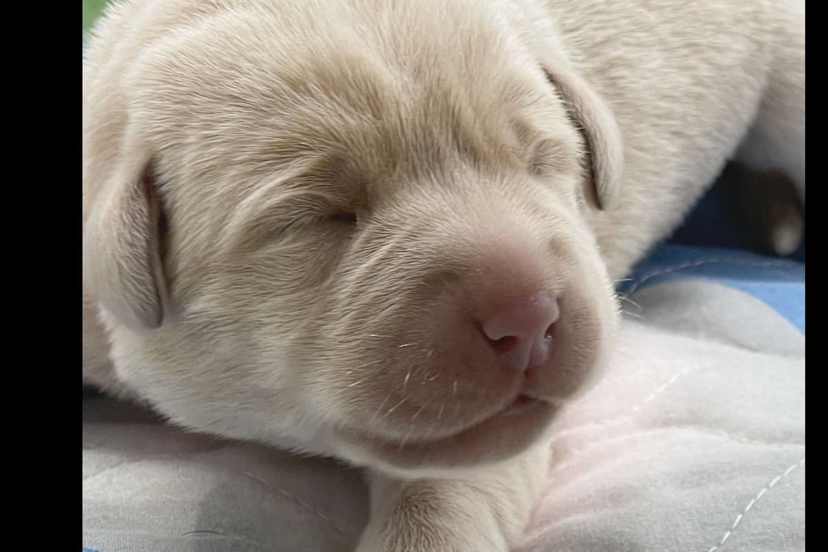 Labrador Retriever Puppies breeder image 5