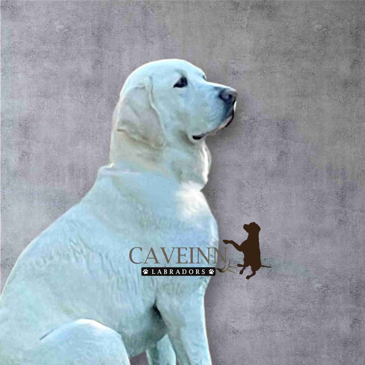 Labrador Retriever Puppies breeder image 6